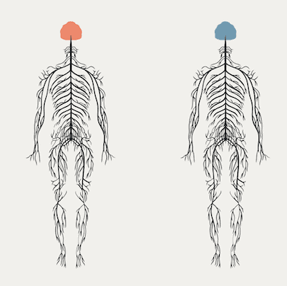 The nervous system