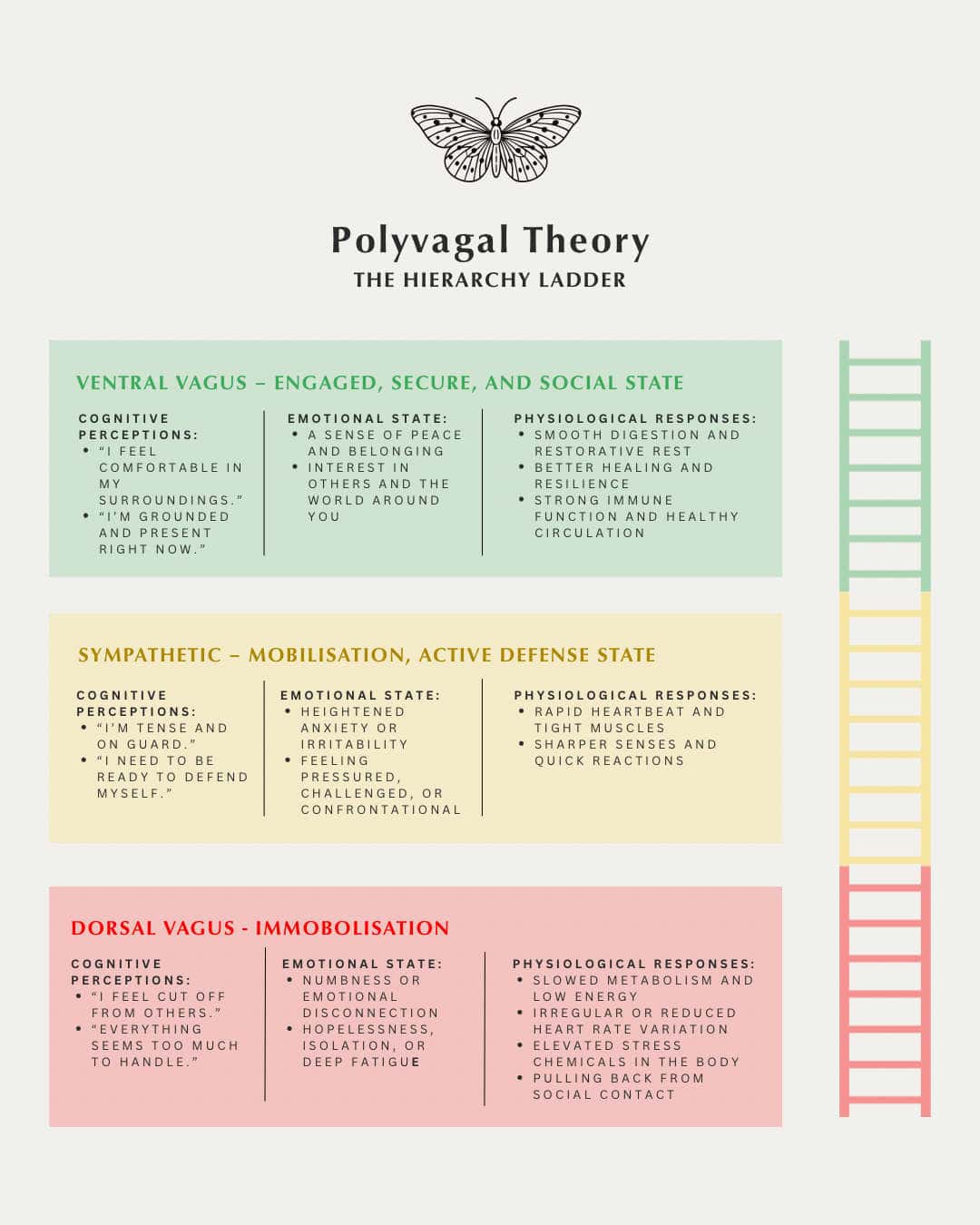 Polyvagal Theory - The Hierarchy Ladder