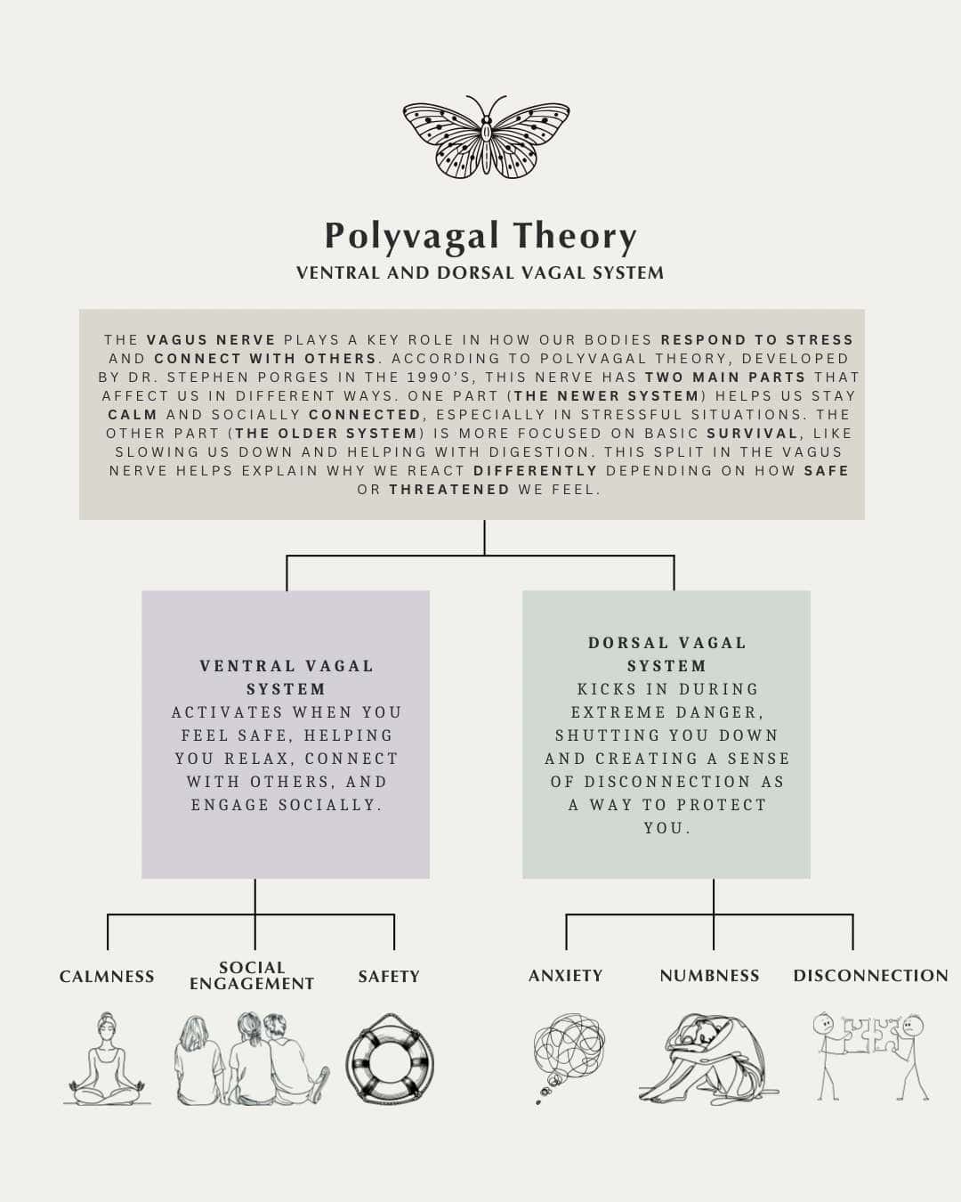 Polyvagal Theory - Ventral and dorsal vagal system