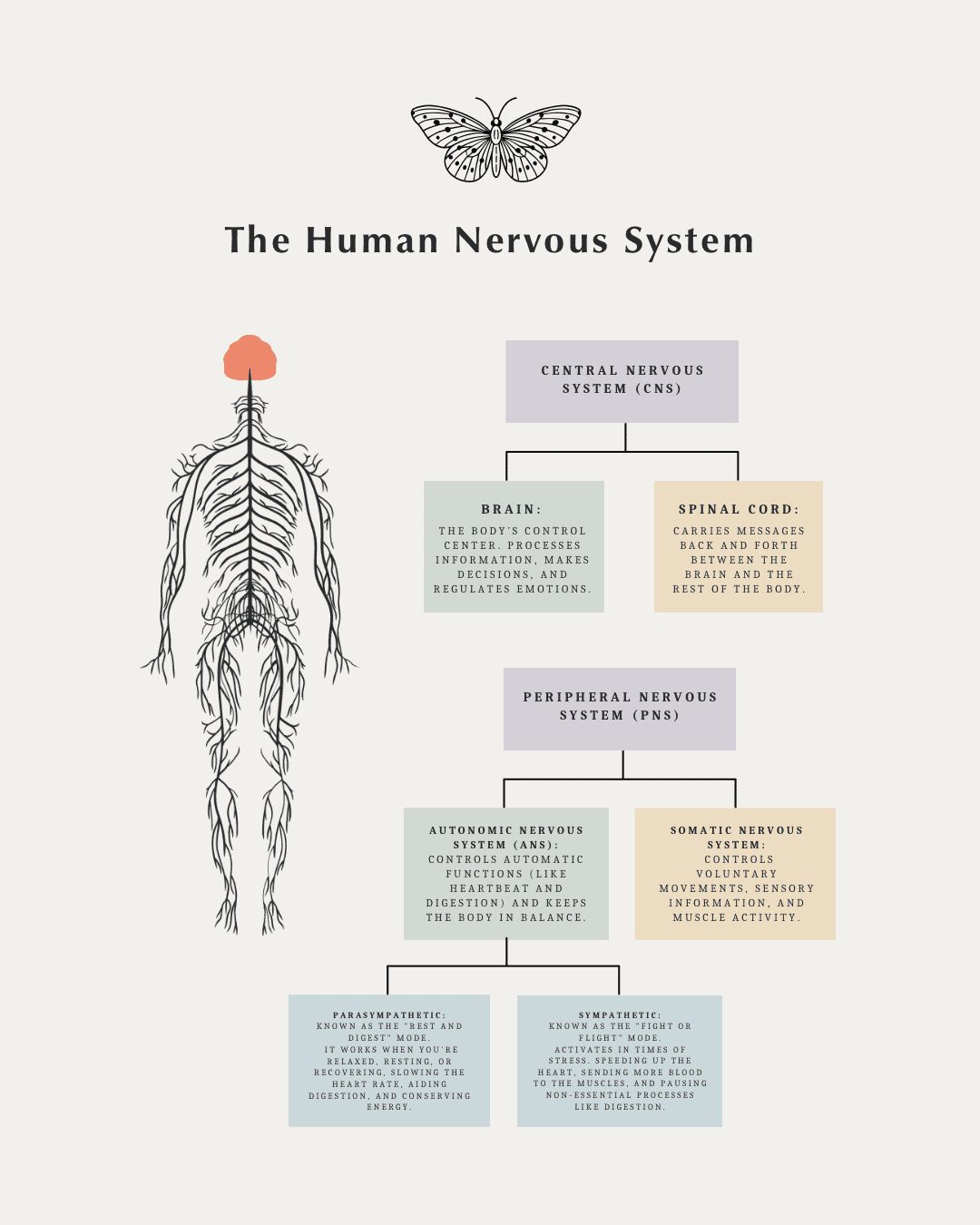 The Human Nervous system