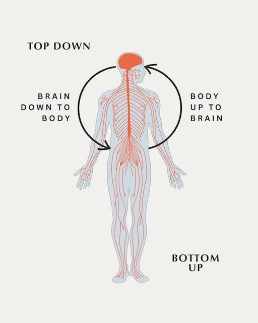 Top-Down and Bottom-Up Healing in Emotional Regulation Therapy